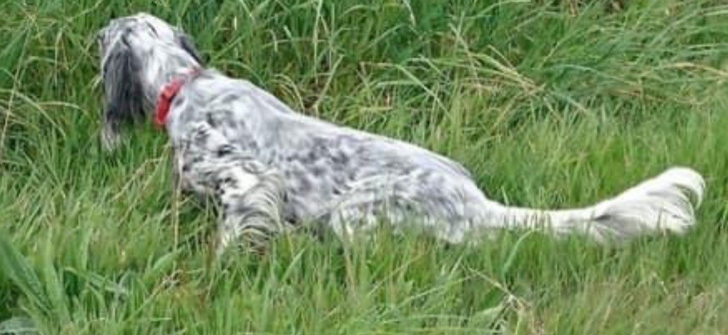 Lutine De la salmonais