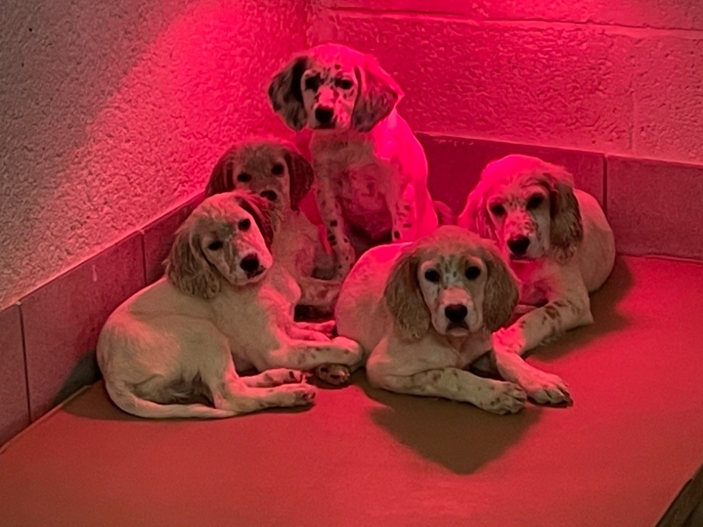 De la salmonais - Setter Anglais - Portée née le 16/03/2021
