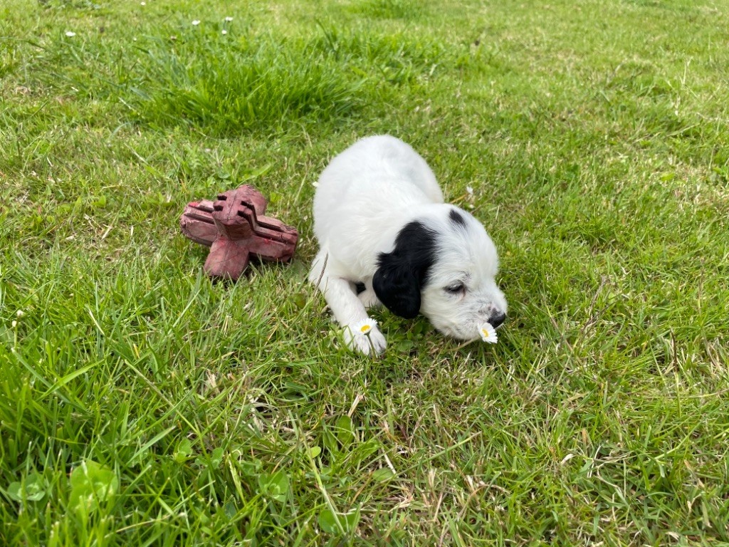 De la salmonais - Chiots disponibles - Setter Anglais