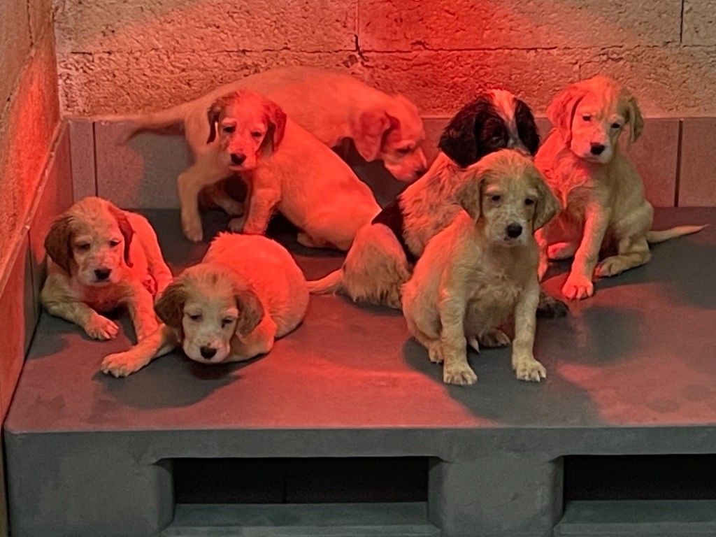 De la salmonais - Setter Anglais - Portée née le 08/04/2021