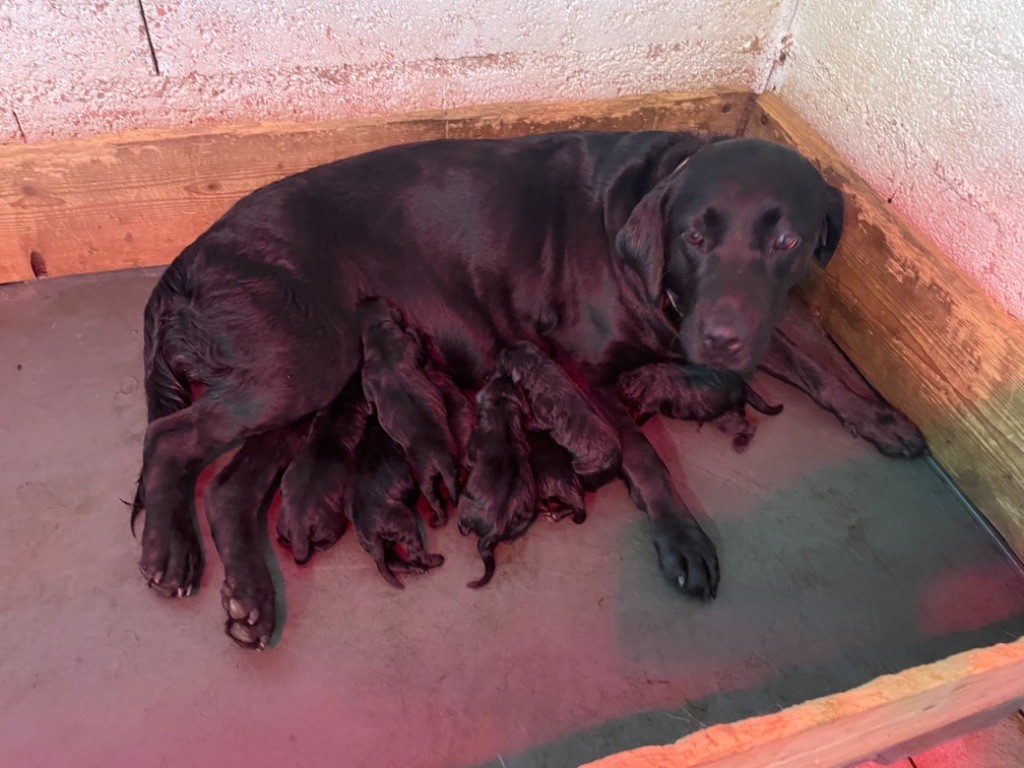 De la salmonais - Labrador Retriever - Portée née le 20/09/2021